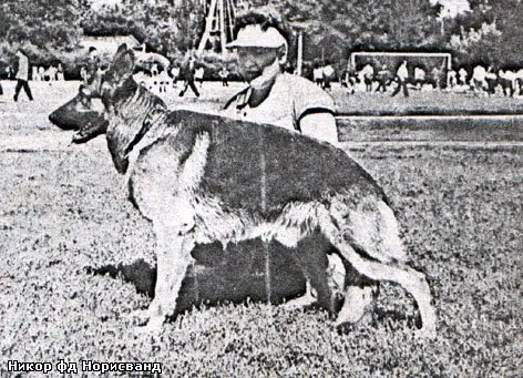 Nickor von der Noriswand