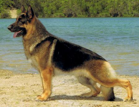 CH (US) Kenlyn's Aries V HiCliff