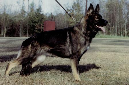 Pascha vom Liegnitzer Hof