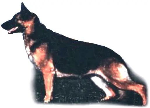 CH (CAN) Tollhaus T-Ho Heart in Motion