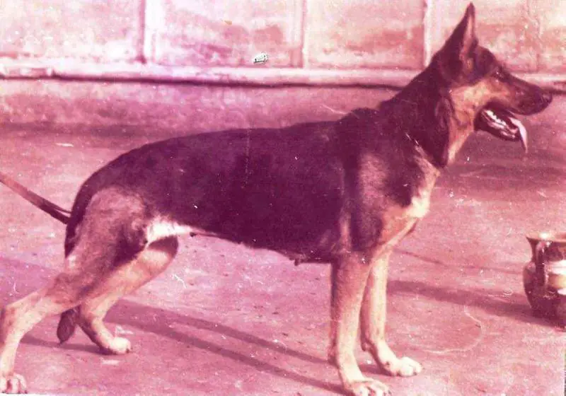 V(USSR) Frigga v. Pfitzighof