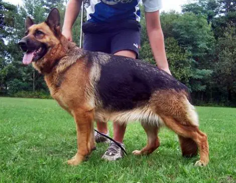 V Zari von der Goldperle