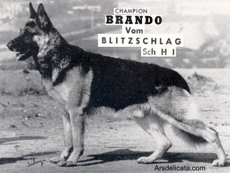 CH (US) Brando vom Blitzschlag