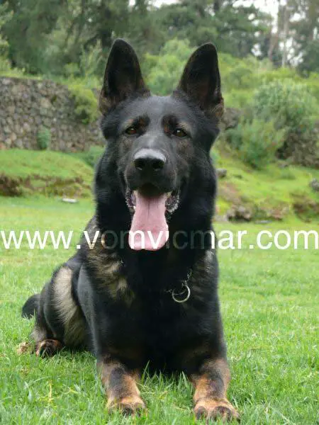 SG Niel z Dvorakova Sadu