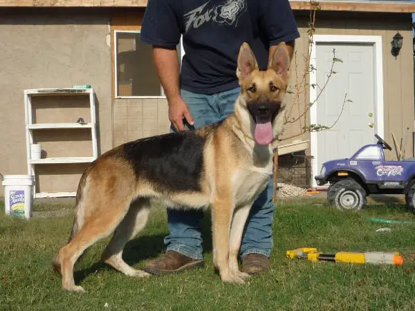 LFR Angel, Kantu V Kimmelot