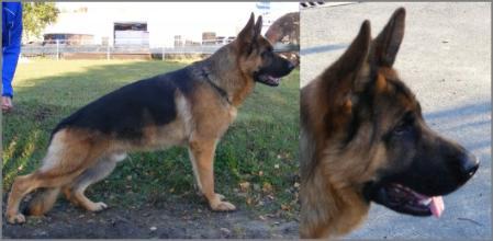 SG1 VN Cello von der Rheinhöhe