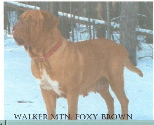 Walker Mtn Foxy Brown