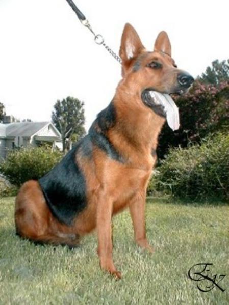 Allden von Earnhardt