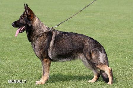 Hexe vom Wildferdeland