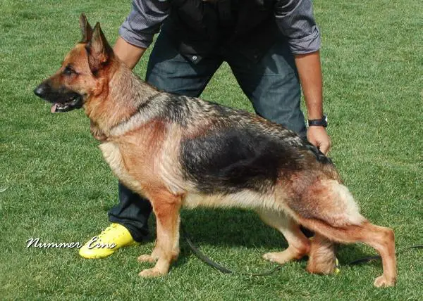 V Molly Vom Paukenschlag