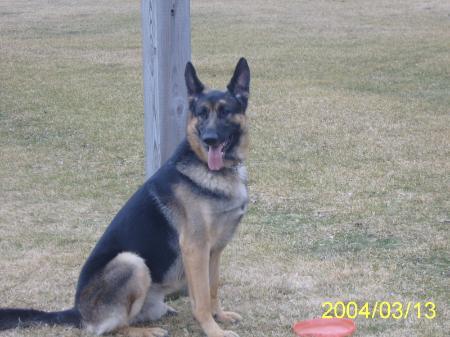 US Ceaser Lee Dogs Memory