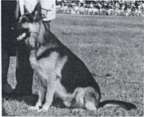 OTCH, 1984 OV Wynthea's Scorpio of LuJon's