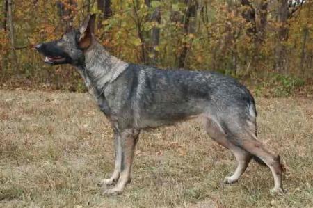 SG Feeby vom Mika-Ashmead