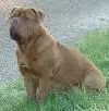 Beau of Yeadon
