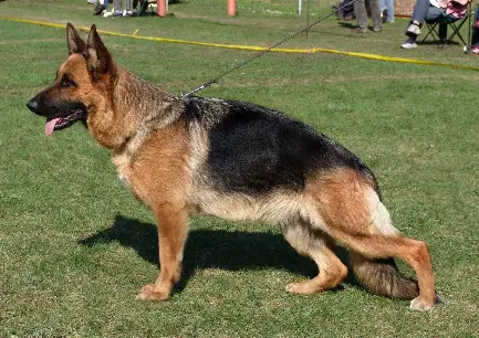 V Flikka von der Leiegegend