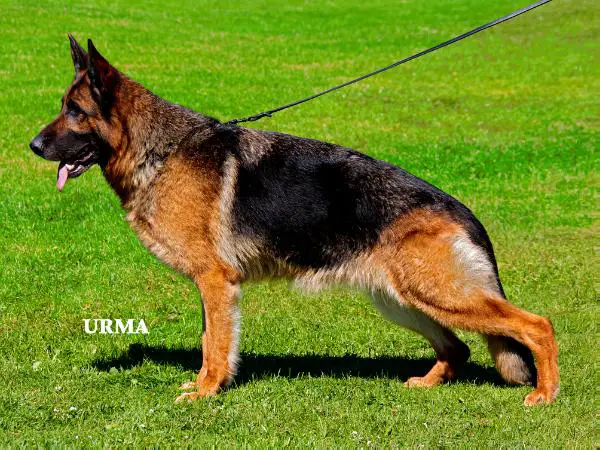 VA1 NOR 2011 Sarah vom Köttersbusch