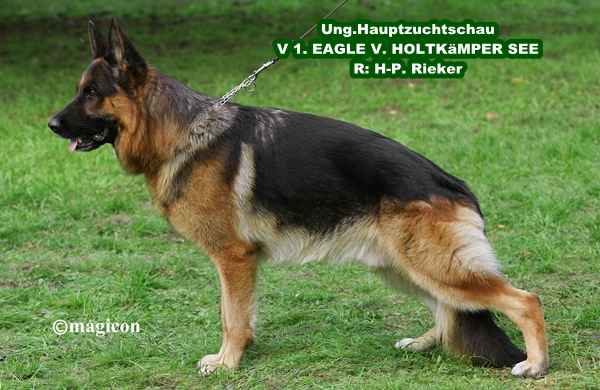 V1 (HU) Eagle vom Holtkämper See