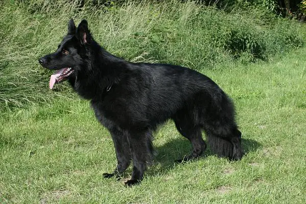 V Kash von der Agnesburg