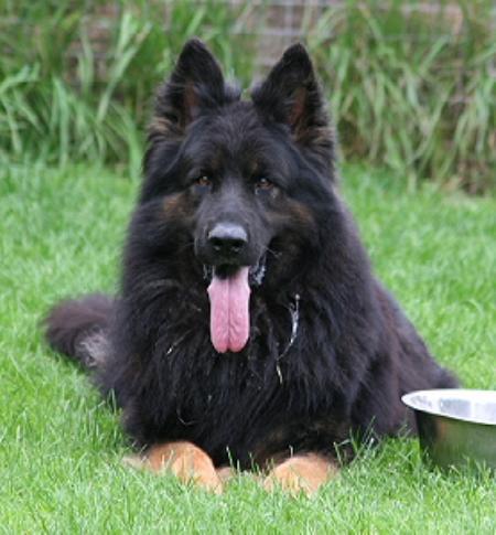 JUGEND CHAMPION Nico von Essex