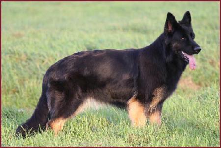 V1, ADVENTSIEGER Taiga vom Altdeutschen Eck