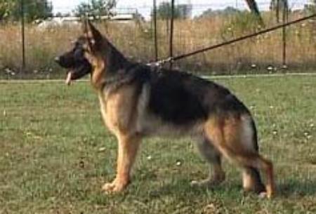 Haskot della baia imperiale