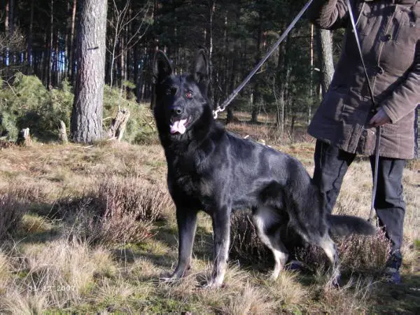 V Alma vom Siegerblut