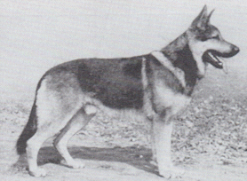 DDR Sieger 1959 Blitz unter den Hergußregnern