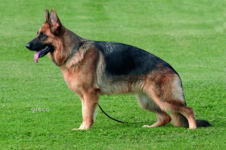 V Xilla vom Zirndorfer Gauner