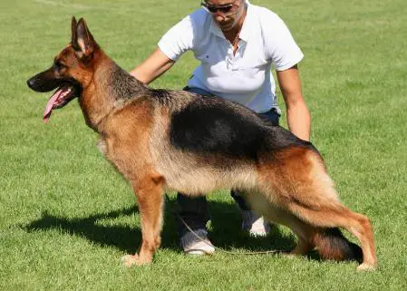 V. SIEGERIN  (I) Alma di Casa El-Ma