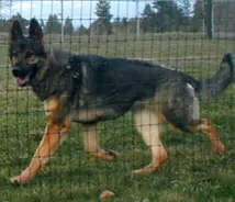 Tobienne von Schraderhaus