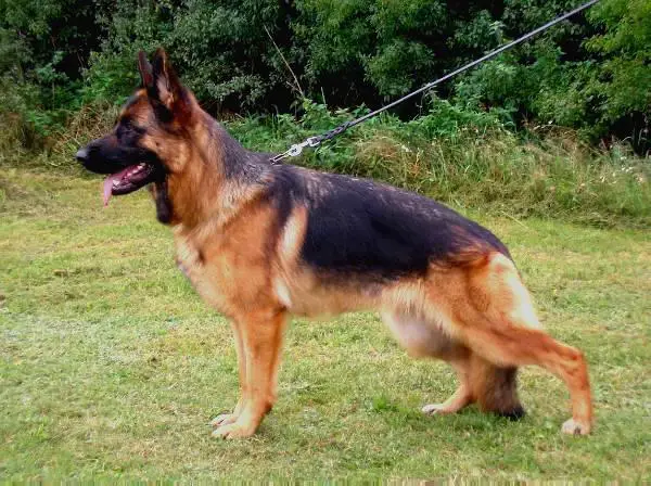 V58 BSZS 2009 Betty von der Grafenburg