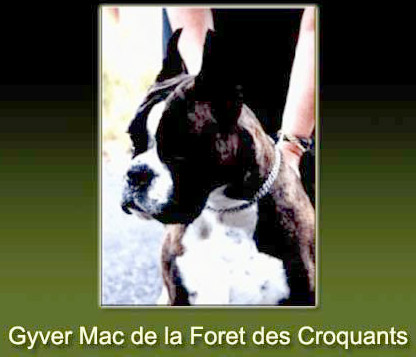Mac Gyver de Croqu Foret