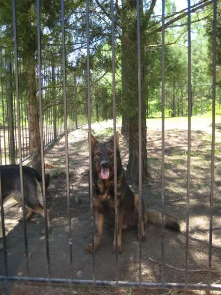 Lobo vom Rivas
