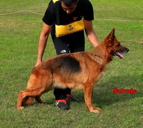 V1 Daggi vom Kabinett