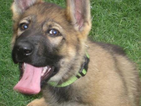 Havoc van de Biezenhoeve