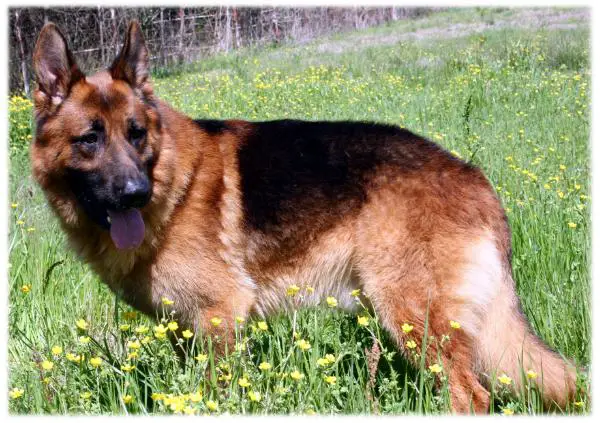 Harko Von Weiss Haus