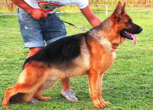 SG Putz do Monticans