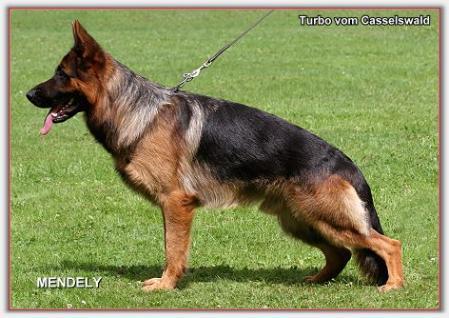 V Turbo vom Casselswald