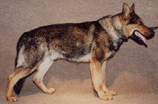 Asco vom Räuberhauptmann