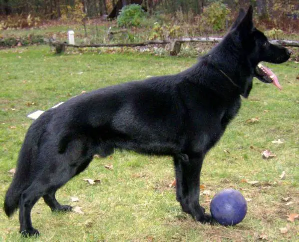 Panzer Von Wispernden Kiefern