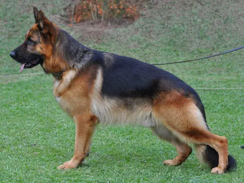 VA-3 (AUS) VA-1 (BR) Karat's Ultimo (Canil Assyrius - Brasil)