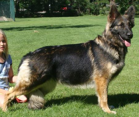 Saratoga Vom Standhaft