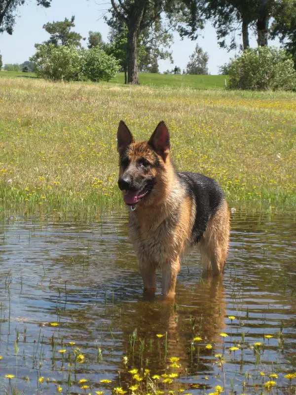 Sarge Vom HaleBishop