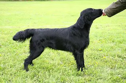 C.I.E. NORD CH. Black Mica's That's Enough