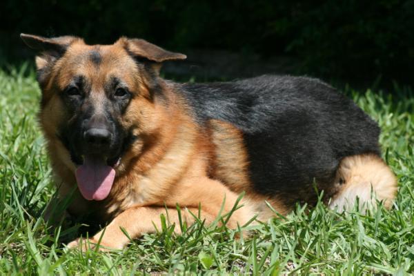 Anubis von Haus Schutzengel