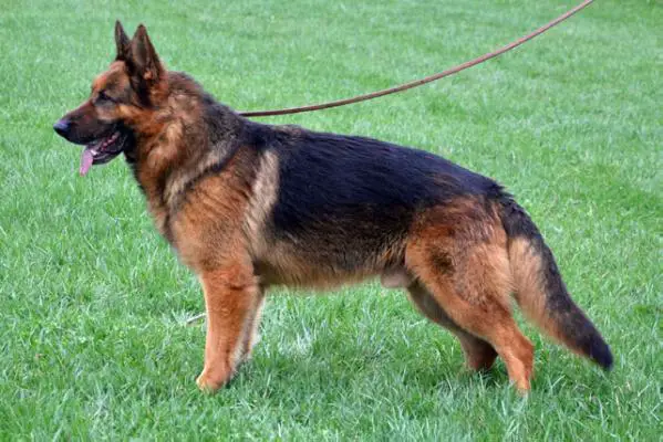 UKC CH Cher Car's Figo Corsalabroek