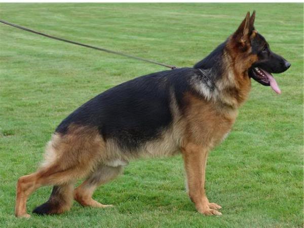 SG-JKL, BSZS 2008 Fiego von Haus Kaiser