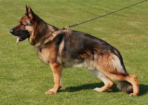 VA (USA) Waiko vom Schaumbergerland