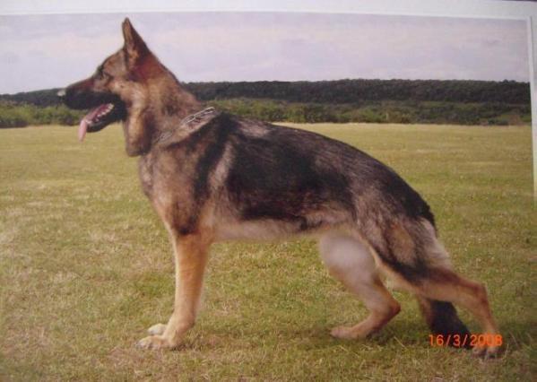 V Jesska vom Glockeneck