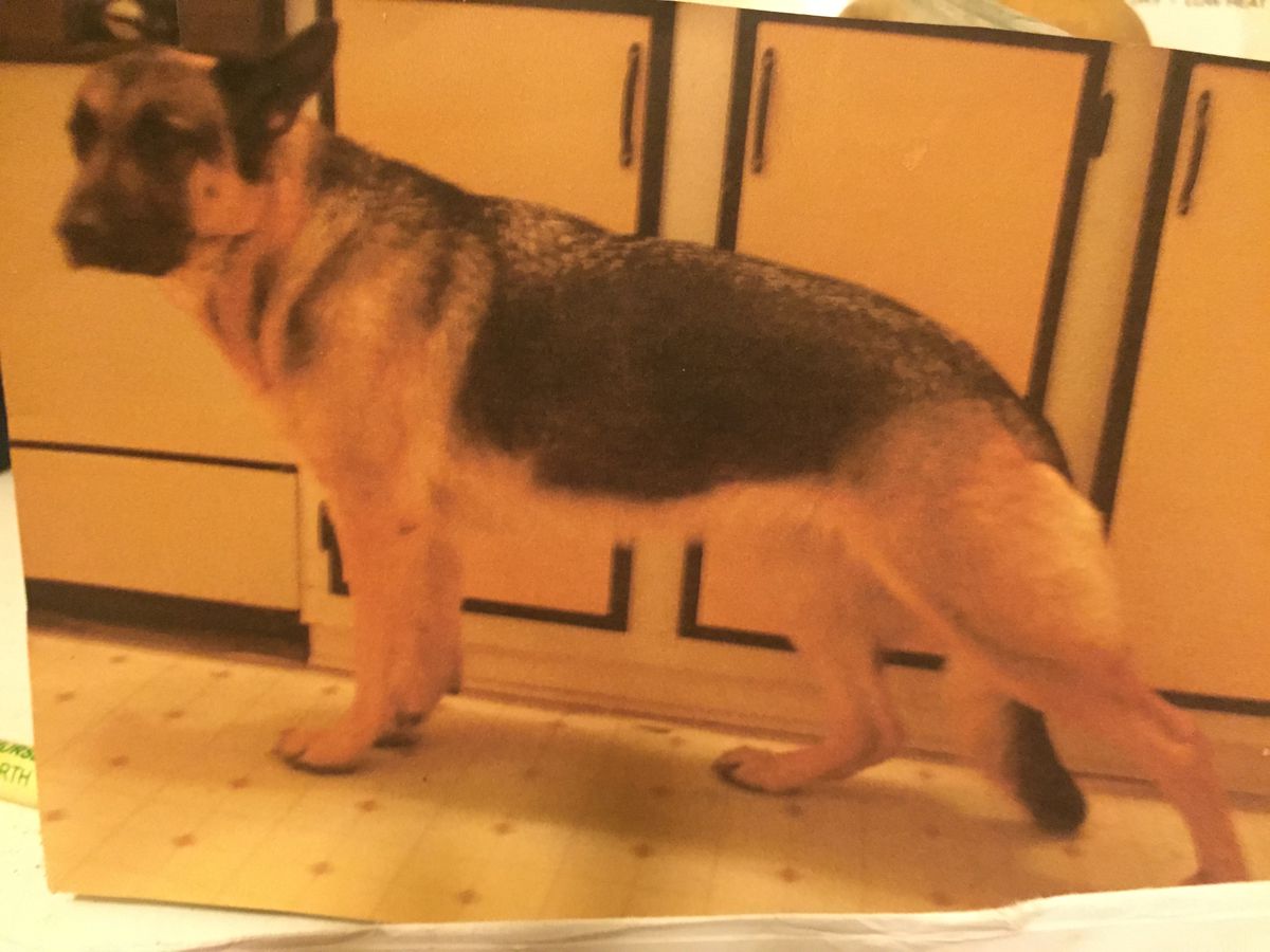 Hikka von der Wildsteiger Land